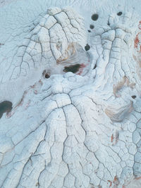 Full frame shot of tree trunk