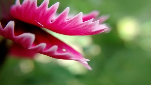 Close-up of pink flowers blooming outdoors