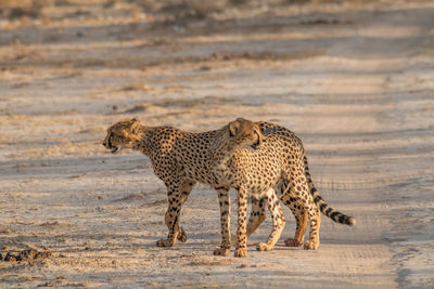 Full length of a cat