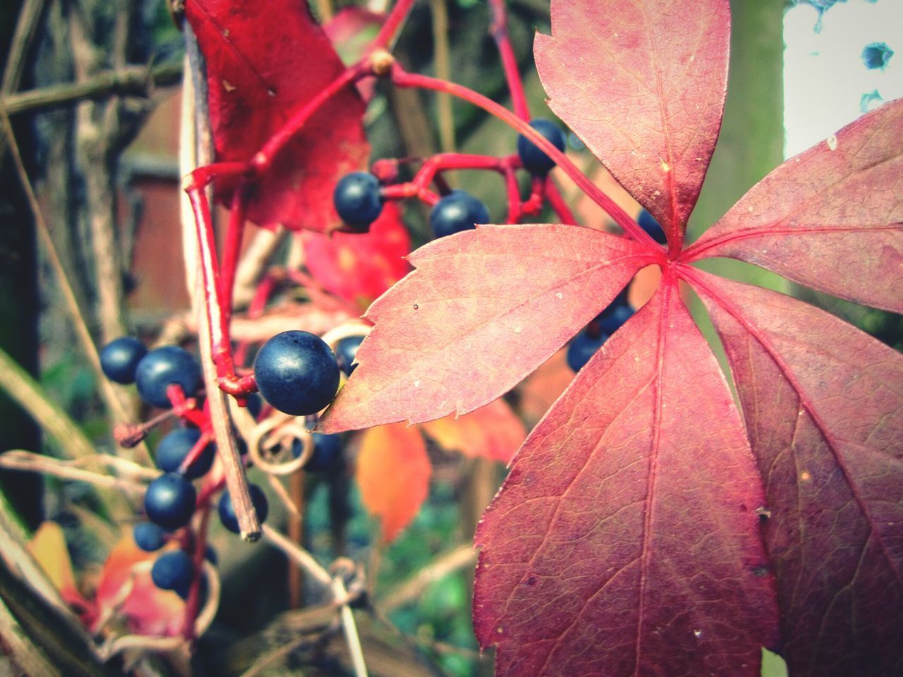 CLOSE-UP OF BERRIES ON PLANT