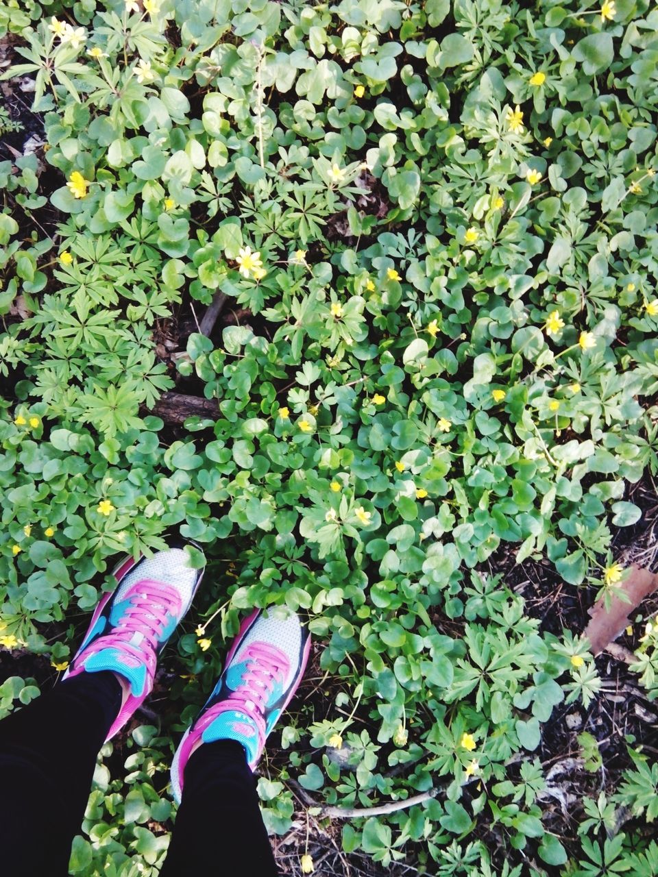 low section, person, personal perspective, leaf, high angle view, shoe, lifestyles, standing, growth, green color, leisure activity, plant, nature, human foot, unrecognizable person, men, day