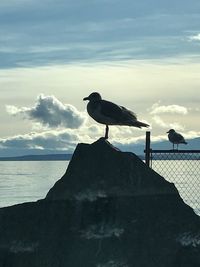 Seagull perching on a rock