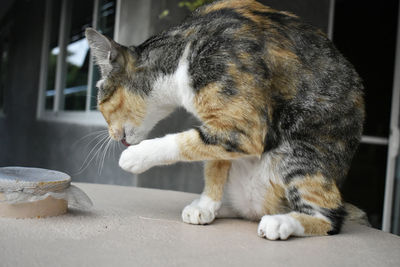 Close-up of a cat