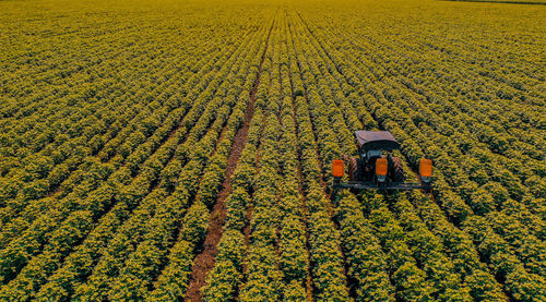 High angle view of plants growing on field