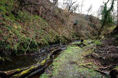 View of stream along plants in forest