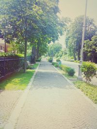 Road passing through forest