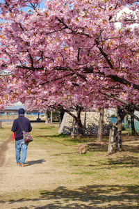 Rear view of cherry blossoms in park