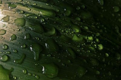 Close-up of water drops on leaves