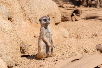 Meerkat, suricata suricatta or suricate, small mongoose found in southern africa in natural habitat