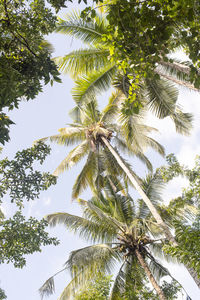 Low angle view of coconut palm trees against sky