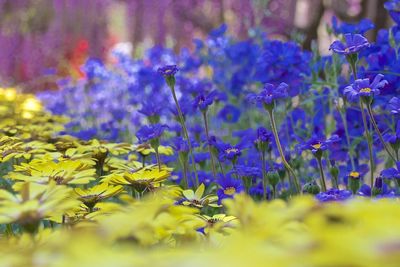 Close-up of purple flowers