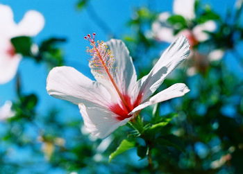 Close-up of pink flower blooming outdoors