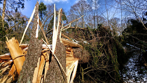 View of trees in the forest
