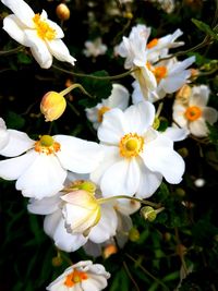 Close-up of white flowers