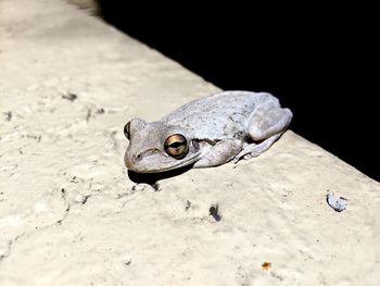 Close-up of frog on land