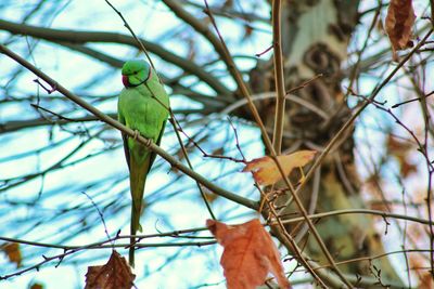 Low angle view of bird perching on branch