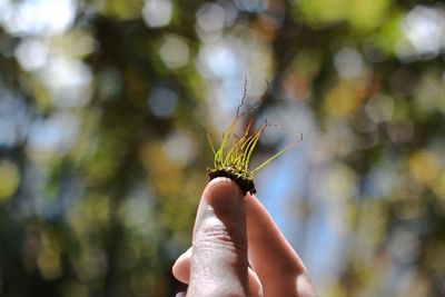 Close-up of butterfly on hand