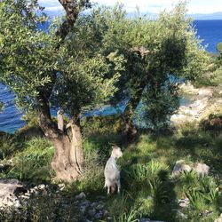 Dog sitting on field against trees