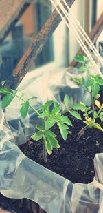 High angle view of potted plants