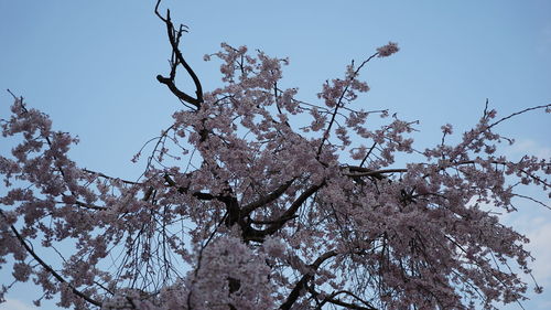 Low angle view of apple blossoms in spring against sky