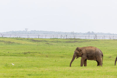 Elephant in a field