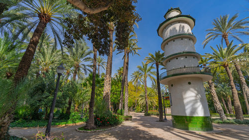 palm tree