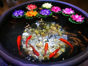 High angle view of koi fish swimming by lily flowers in water