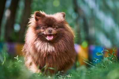 Pomeranian spitz dog in garden. cute brown pomeranian puppy spitz pom dog, green grass background