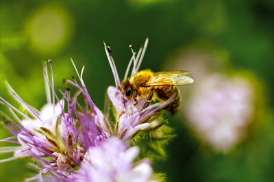 Close-up of butterfly pollinating on purple flower