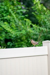 Bird perching on a wall