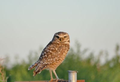 Close-up of burrowing owl perching on wooden post against sky