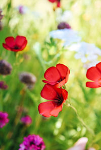 Close-up of red poppy flowers