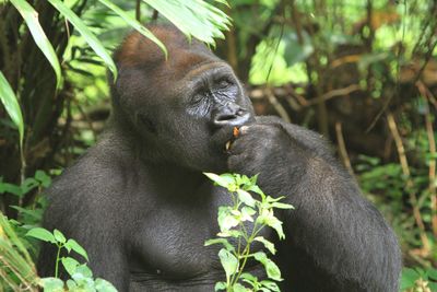 Gorilla in a forest