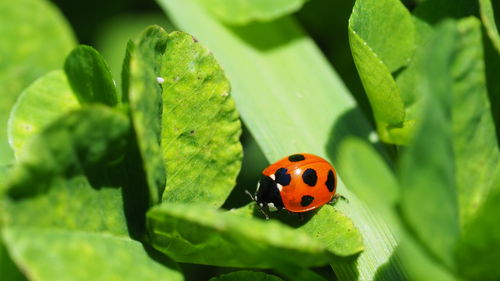 Close-up of ladybug on leaf