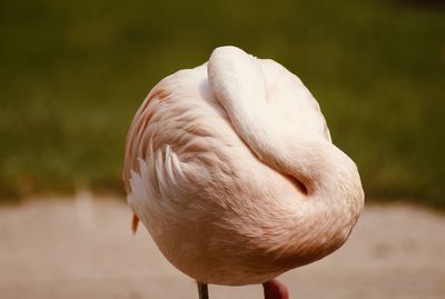 Sleeping flamingo