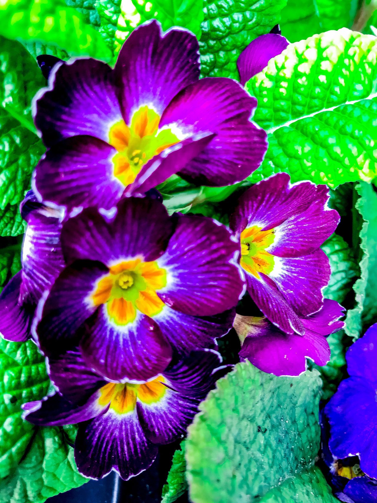 Purple pansy flower