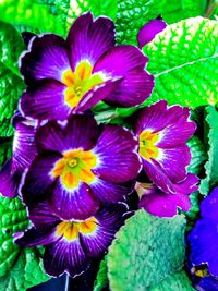 Close-up of purple flowers