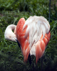 Close-up of bird on grass