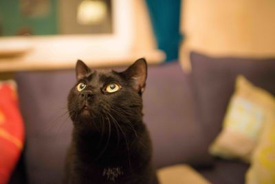 Close-up of cat on sofa