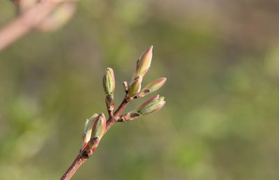 Close-up of flower buds