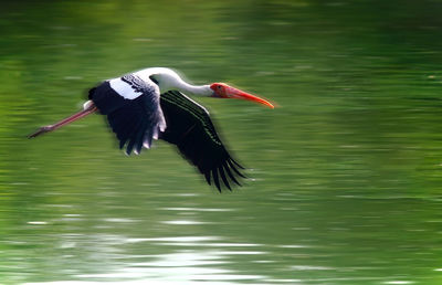 Bird flying over lake