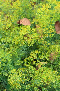 Close-up of cat on plant