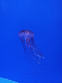 Jellyfish swimming underwater