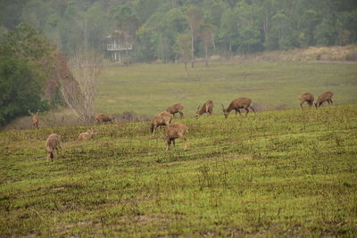 Deer in a field