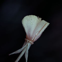 Close-up of plant against black background