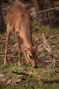 White-tailed deer odocoileus virginianus forages for clover in the wetland