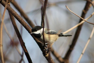 Close-up of bird perching on branch