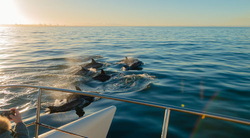 Cropped image of boat sailing by dolphins swimming in sea