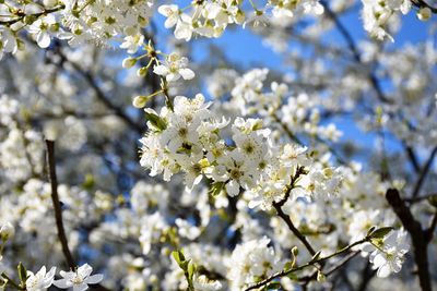 Close-up of cherry blossom