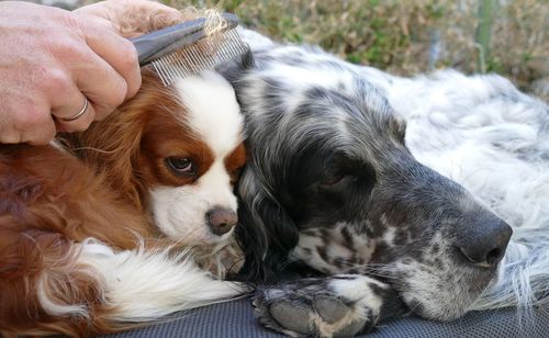 Grooming pets